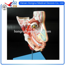 ISO Nerves and Vessels dans le modèle du crâne facial